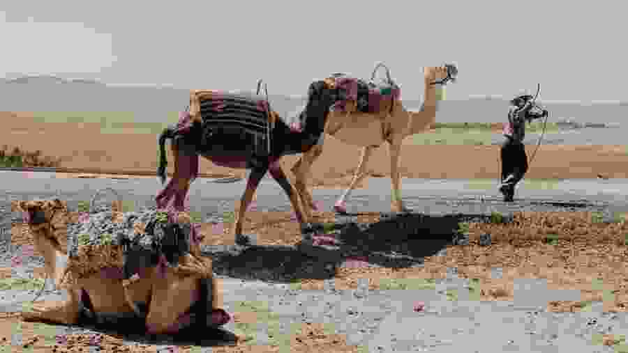 Camel Riding