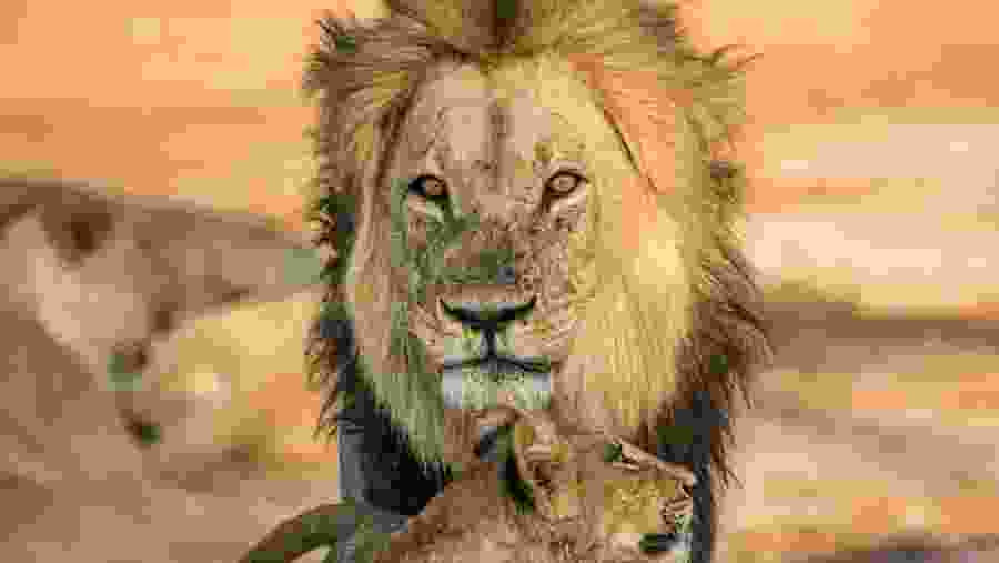 Spot the enchanting lion