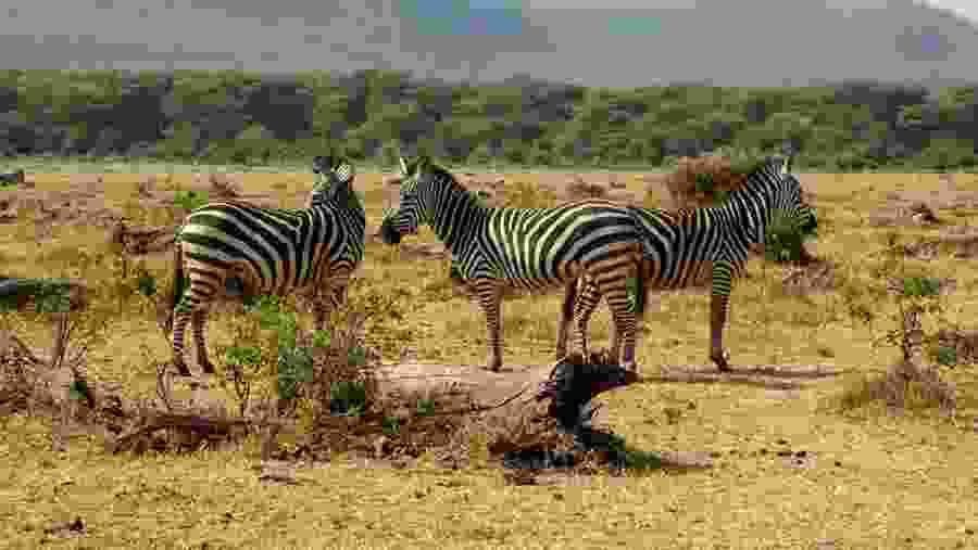 African Wildlife