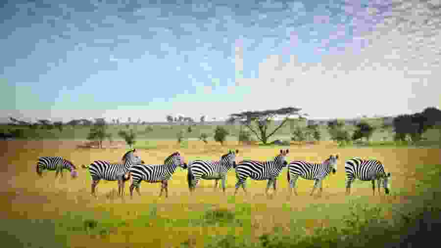 Zebras