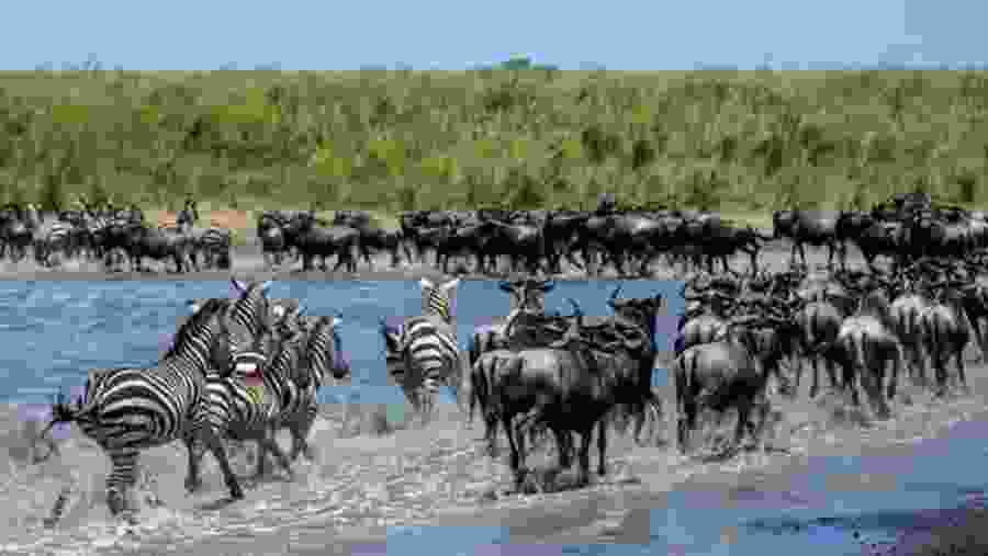 African Wildlife
