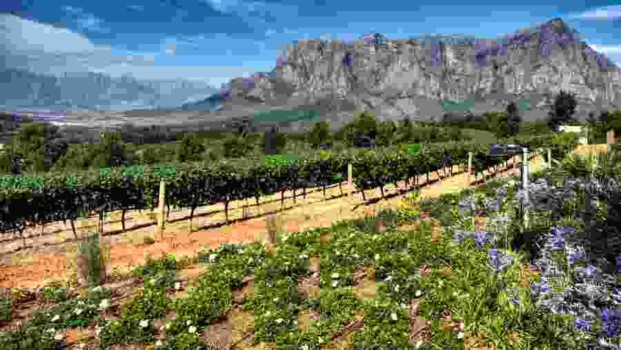 Vineyards