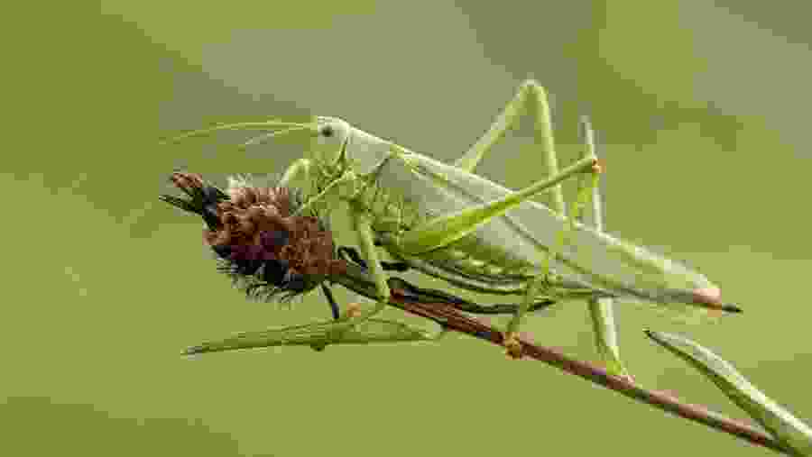 Tettigonia viridissima