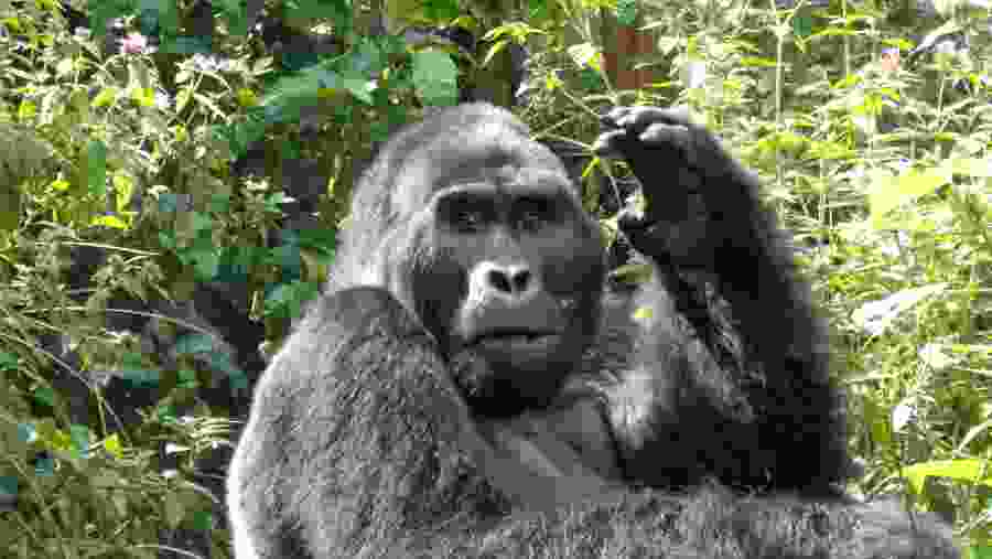 Gorillas in the Bwindi Forest