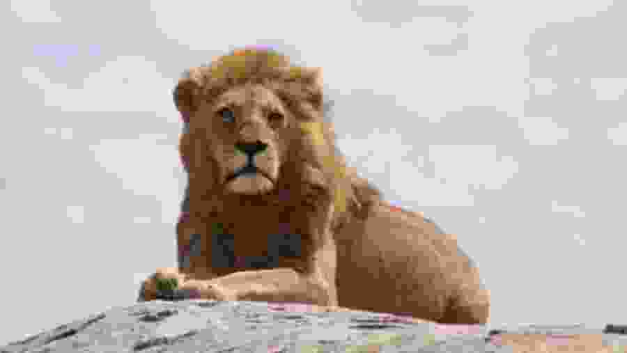 African Lion