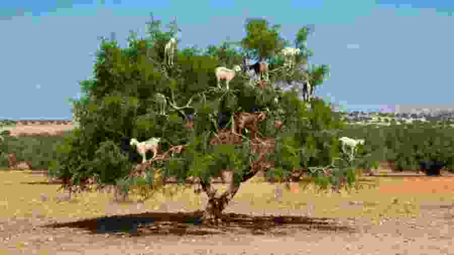 Moroccan Goats on Argan Tree