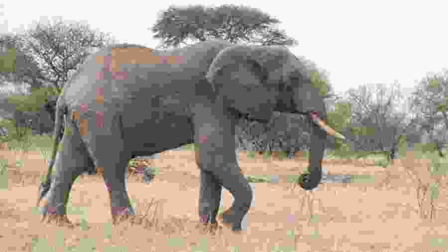 Elephant