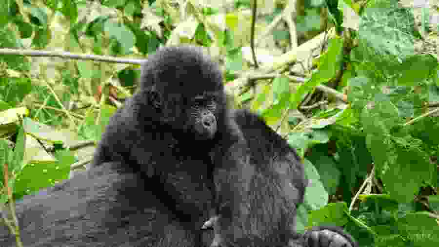 Meet mountain gorillas