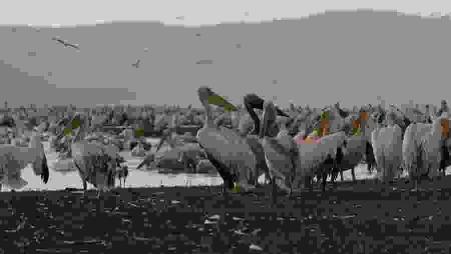 Great White Pelicans