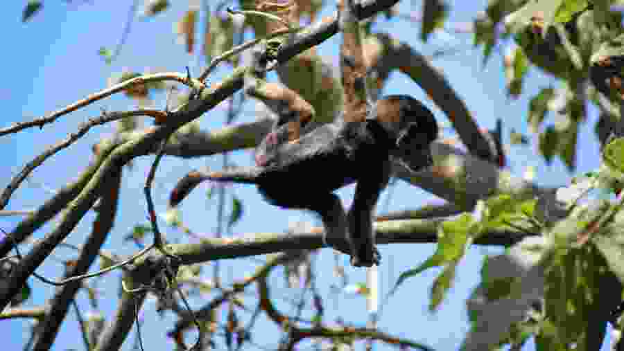 Spot baby monkeys at Arusha National Park