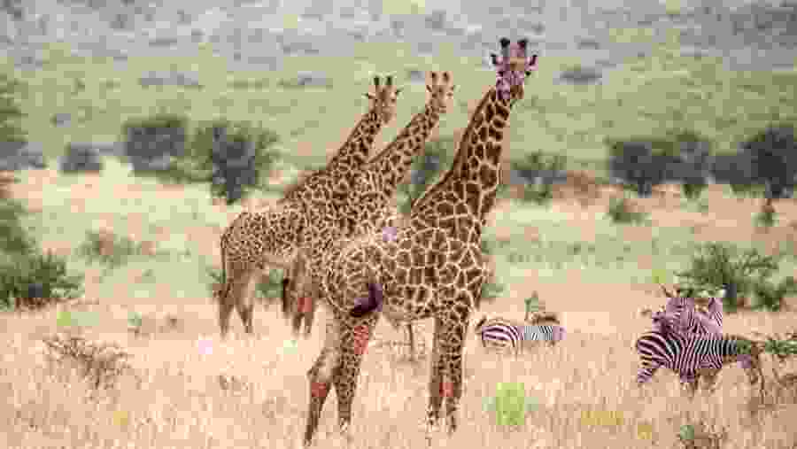 Witness the African wildlife
