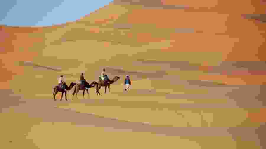 Camel Safari