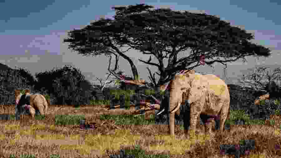 Explore majestic elephant herds