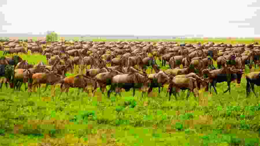 Wild Majesty of Serengeti
