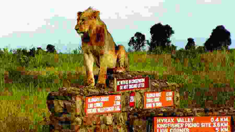 Lion at the Nairobi National Park