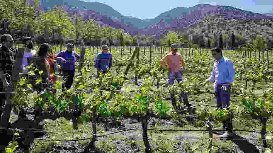 Chilean Vineyard