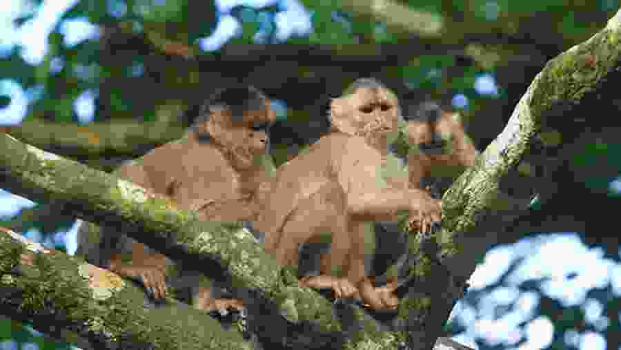 Wildlife Sightings