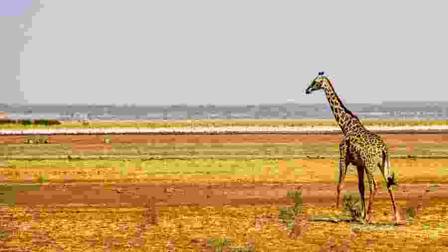 Giraffe at Lake Manyara National Park