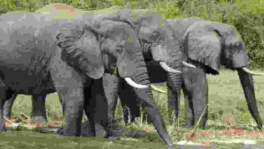 Elephants in Queen Elizabeth National Park