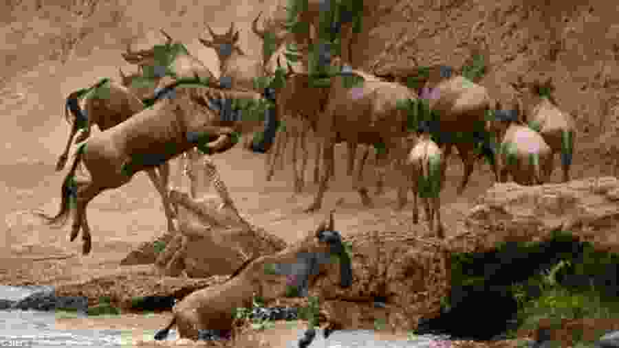 Wildebeests migrating and fighting crocodiles