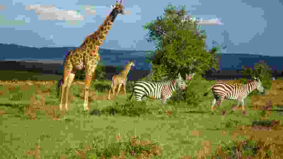 Wildlife in Masai Mara National Park