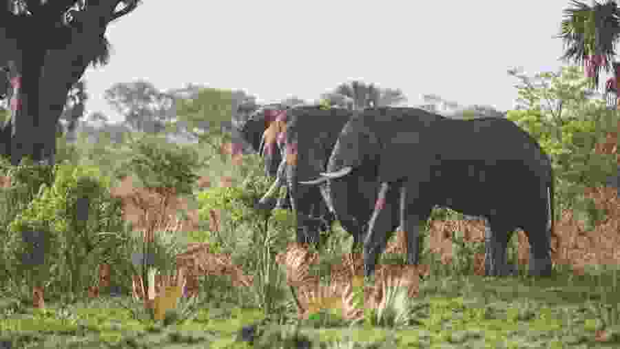 African Elephants at Murchison Falls National Park