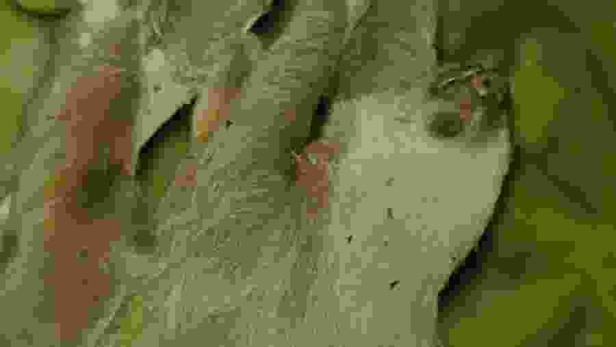 Hoffmann's two-toed sloth