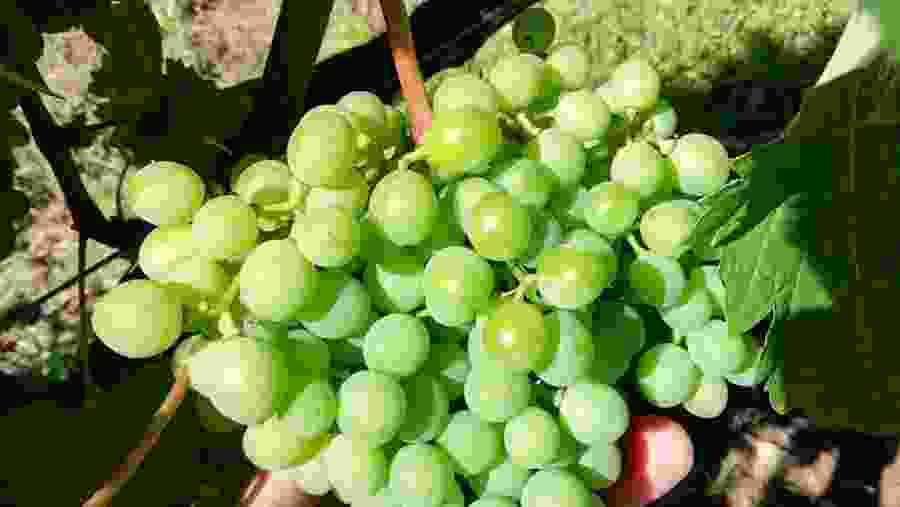 Winetour in Silves & Lagoa areas