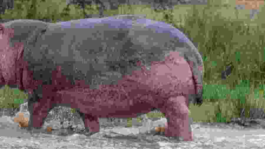 Hippo