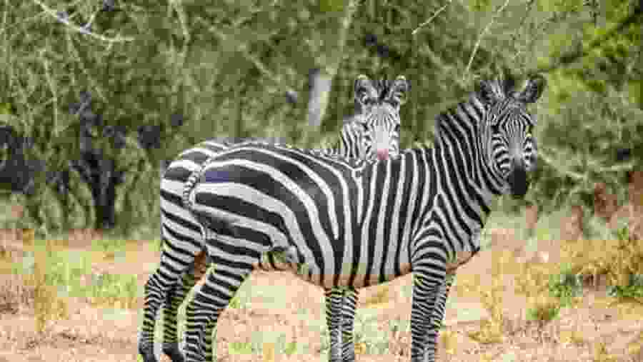 Zebras at Lake Mburo National Park