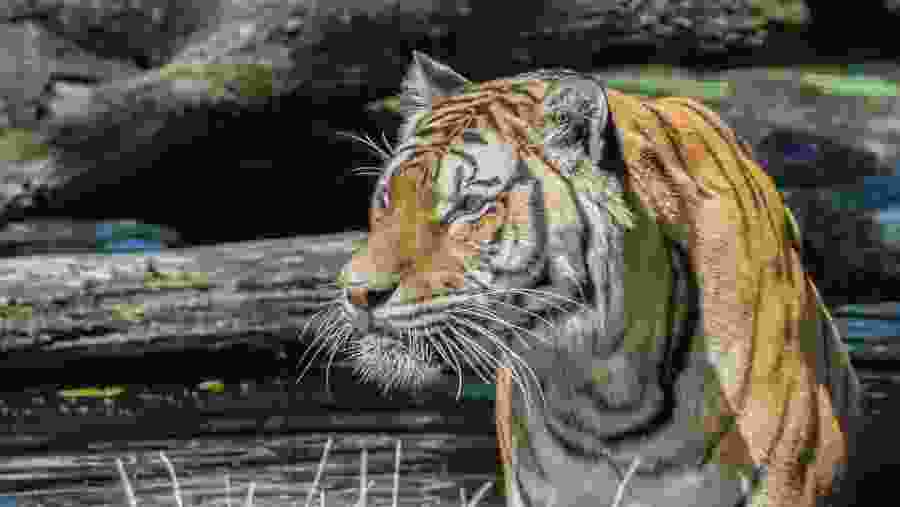 Tiger at Tarangire National Park