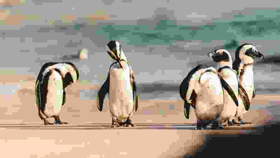 Spot the African penguin