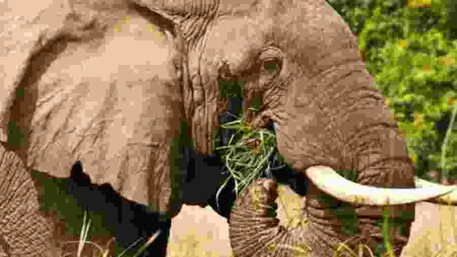 African bush elephant