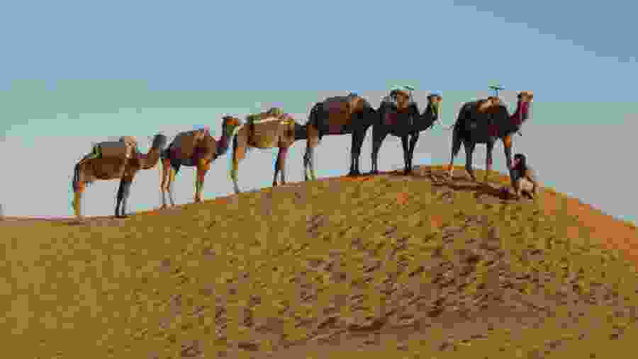 Camel Safari