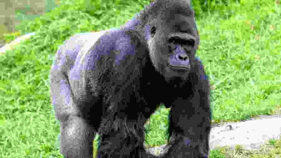 gorilla