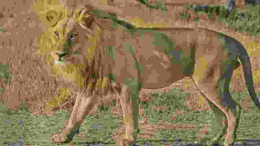 Spot lions in the wilderness