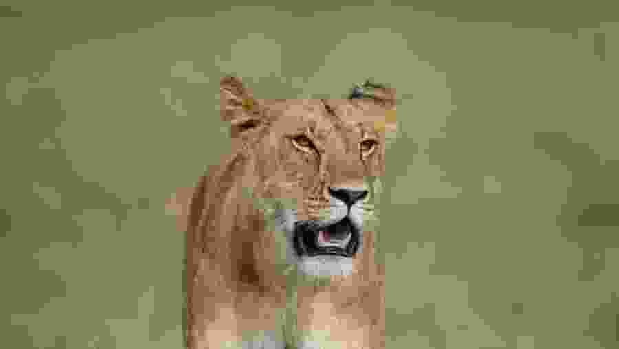 Lion in Lake Manyara National Park