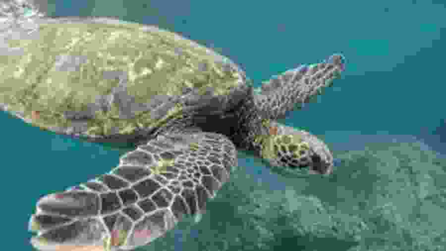 Snorkeling With Turtles In Mirissa