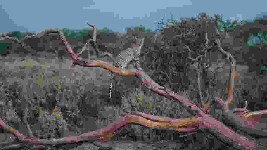 Safari Through the Great Rift Valley