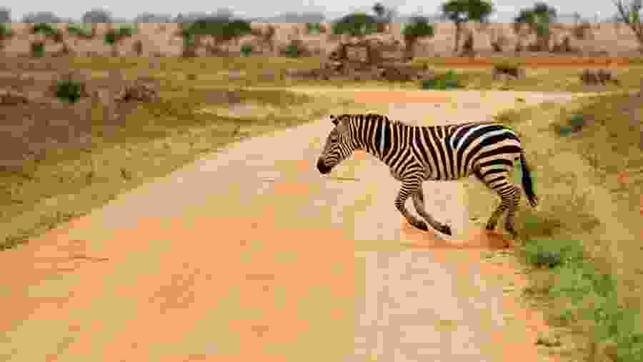 Zebra at Tsavo East National Park