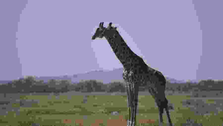 Spot the towering playful giraffes