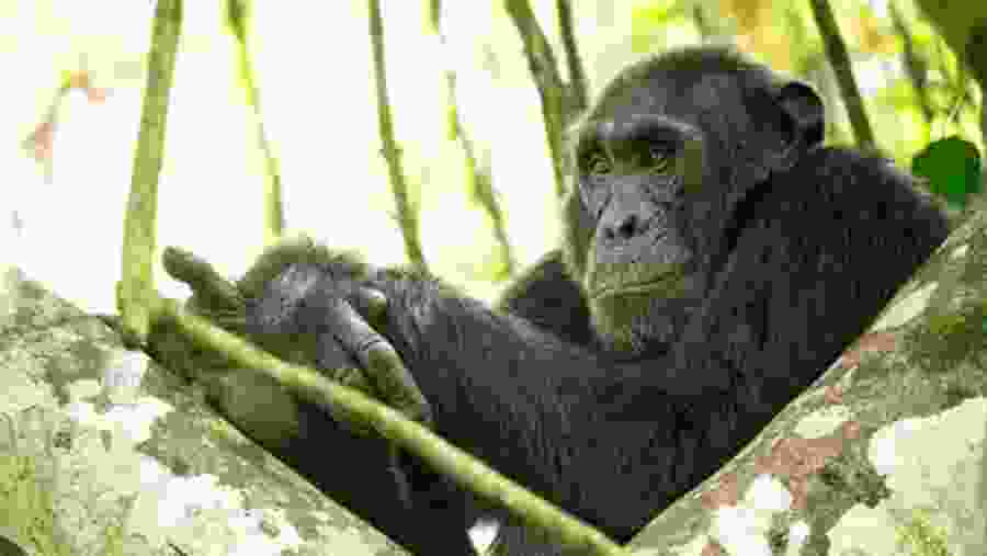 Gorilla Trekking