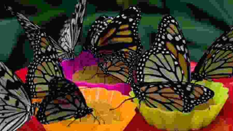 Photography with the wildlife