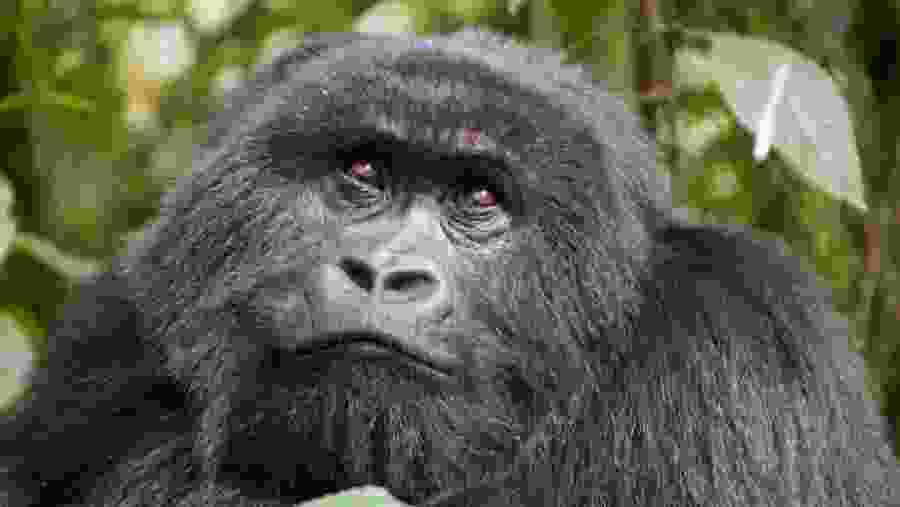 Chimpanzee and Gorilla Tracking