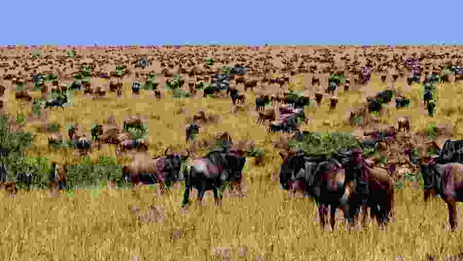 Maasai Mara National Reserve