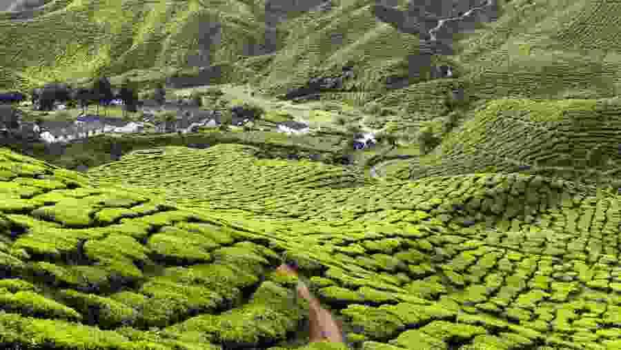 Cameron Highlands