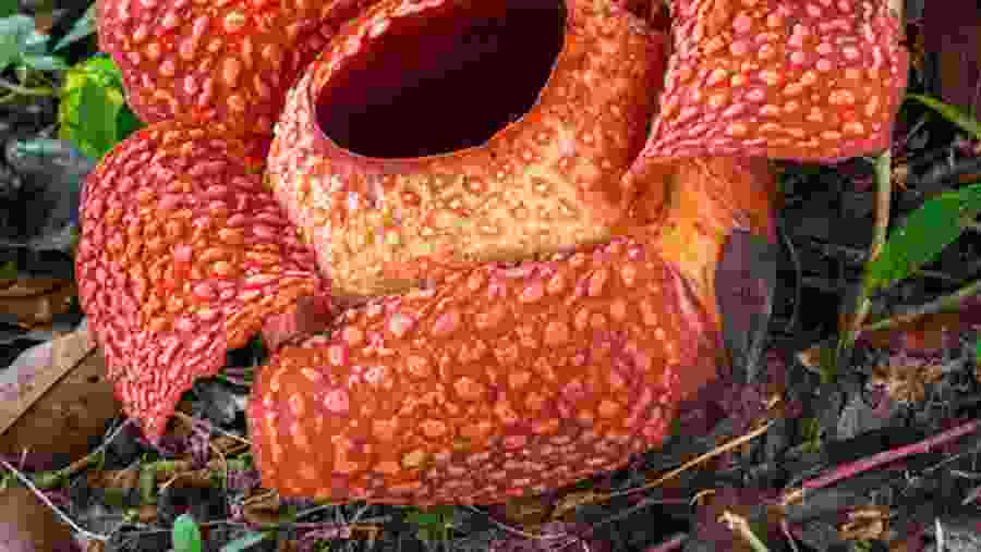 Spot a Rafflesia, the World's Largest Flower