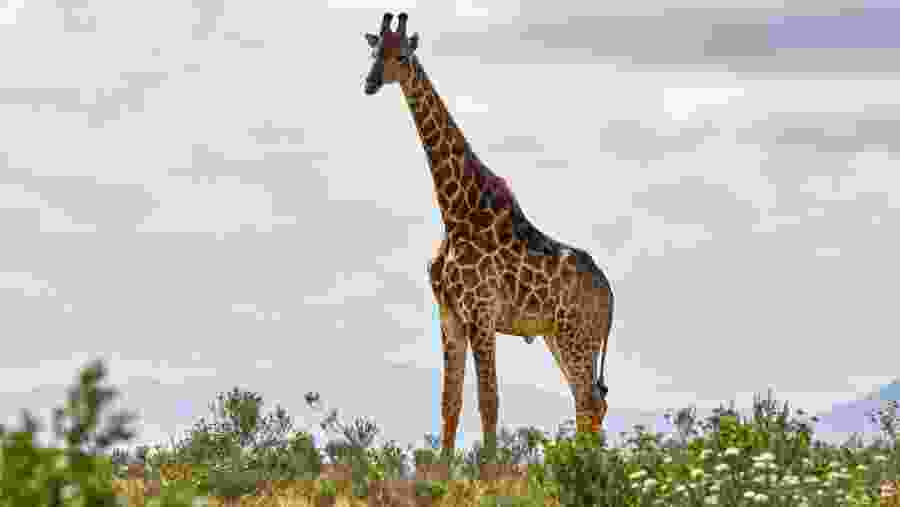 Maasai Giraffe