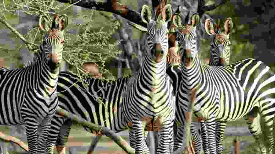 Wildlife in Tanzania