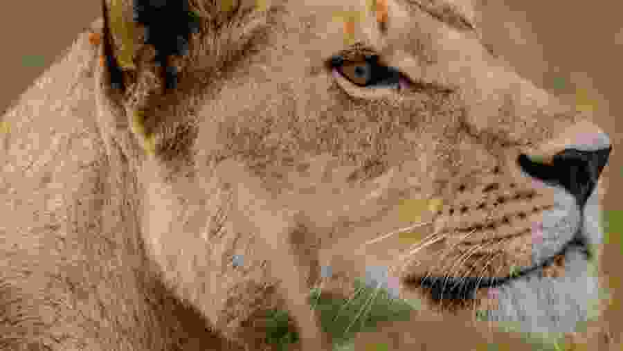 South Luangwa National Park Adventure